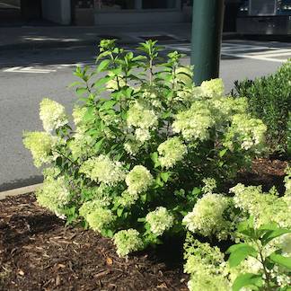 Hydrangea paniculata 'Everest' plant