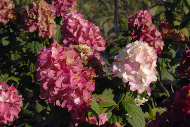 Hydrangea paniculata 'Fire Light' past peak