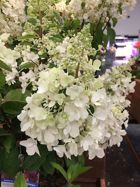 Hydrangea paniculata Lavalamp Candelabra