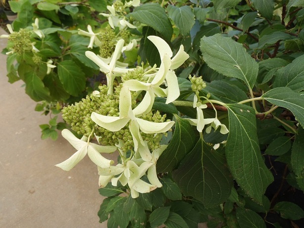 Hydrangea paniculata 'Le Vasterival'