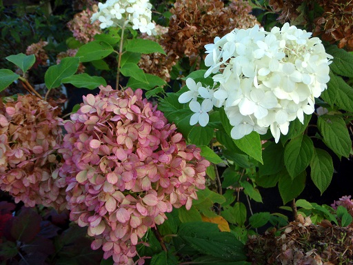 Hydrangea paniculata 'Limelight' Close-up