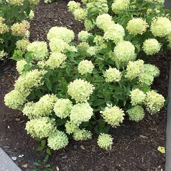 Hydrangea paniculata Little Lime