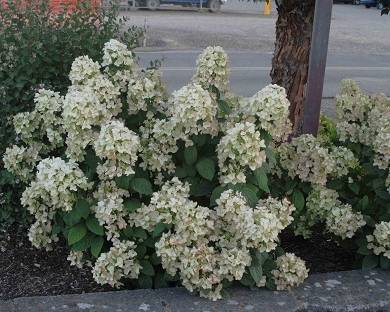 Hydrangea paniculata Pinky Winky