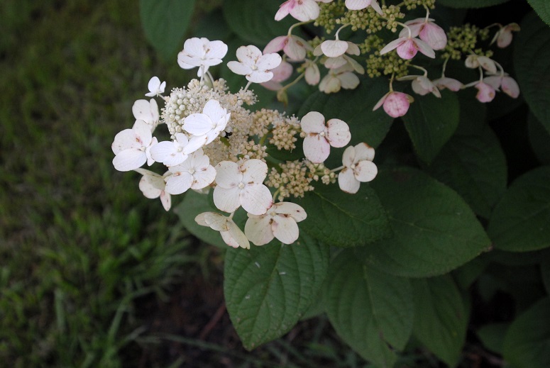 Hydrangea paniculata Quickfire close-up