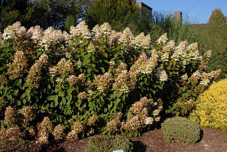 Hydrangea paniculata Ruby