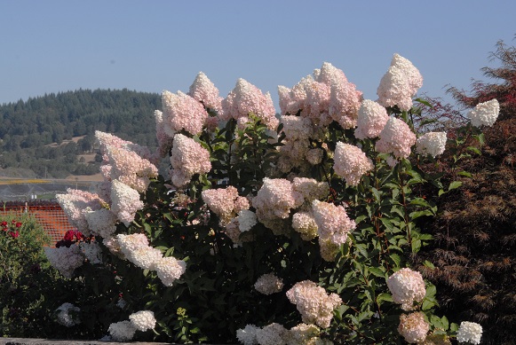 Hydrangea paniculata Vanilla Strawberry