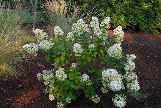 Hydrangea paniculata White Diamonds