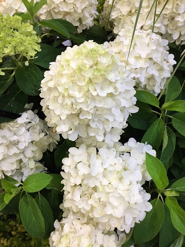 Hydrangea paniculata White Wedding