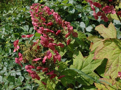 Hydrangea quercifolia 'Amethyst'