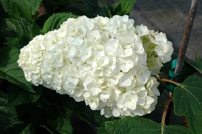 Hydrangea quercifolia 'Vaughn's Lillie'