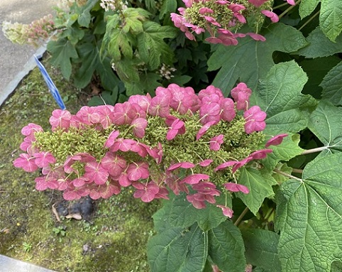 Hydrangea quercifolia 'Alice' close-up