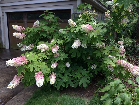 Hydrangea quercifolia Alice