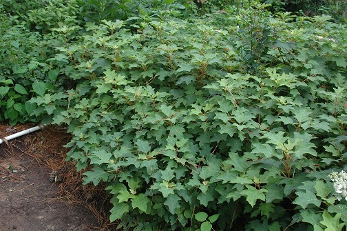 Hydrangea quercifolia 'Pee Wee'