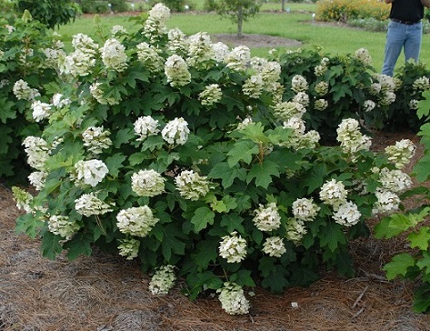 Hydrangea quercifolia 'Ruby Slippers'