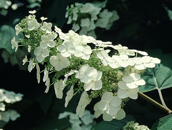 Hydrangea quercifolia quercifolia close-up