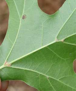 Picture of a leaf showing axillary tufts of hair at base of veins on leaf underside. Link to option to choose tree variety.