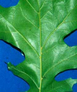Picture of a leaf with small axillary tufts of hairs. Link to Scarlett Oak.