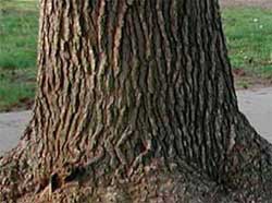 Picture of a tree trunk with brown / black bark. Link to Sweetgum tree.