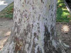 Picture showing a tree trunk with bark that is scale and cream and gray in color. Link to choosing how many fruit balls per stalk