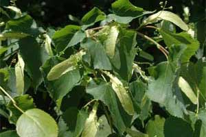 Picture of Basswood tree leaves. Link to Basswood tree.