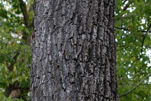 Picture of Black Walnut bark.