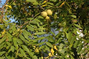 Picture of Black Walnut leaves and fruit