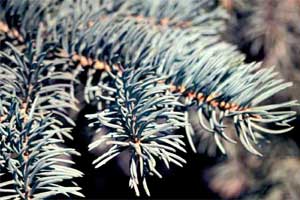 Picture of Blue Colorado Spruce tree needles.