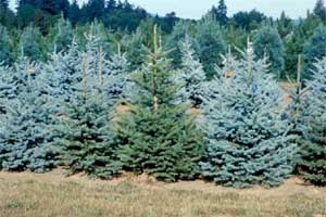 Picture of Blue Colorado Spruce trees showing various seedlings.