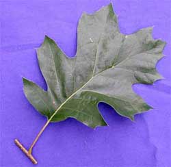 Picture of a broadleaf simple leaf. Link to additional choices for simple broadleaves.