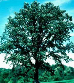 Picture of a Bur Oak tree.