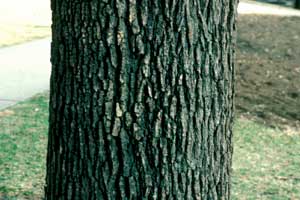 Picture of Bur Oak bark.