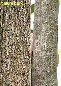 Picture of Bitternut Hickory bark
