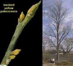Picture of Bitternut Hickory buds and tree