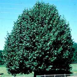 Picture of a Callery Pear tree. Link to Callery Pear tree.