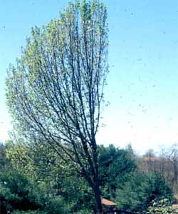 Picture of a Callery Pear tree that has been poorly pruned.