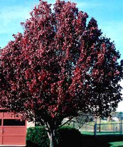 Picture of a Callery Pear tree with fall color.