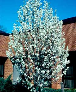 Picture of a Callery Pear tree with spring flowers.