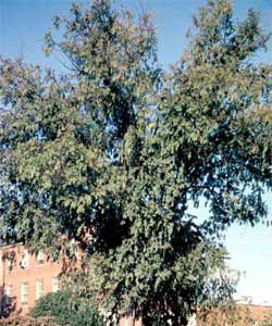 Picture of a Chinese or Lacebark Elm tree.