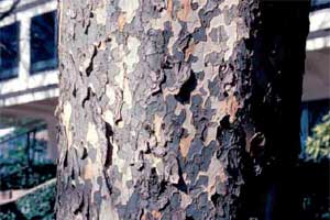 Picture of a Chinese or Lacebark Elm tree bark.
