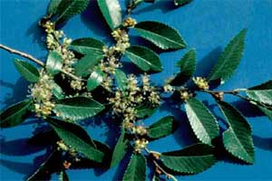 Picture of a Chinese or Lacebark Elm tree flowers and leaves.
