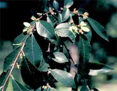 Picture of Chinese or Lacebark Elm fruit tree. Link to Chinese or Lacebark Elm tree.