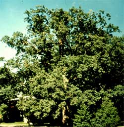 Picture of a Chinkapin Oak tree.