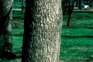 Picture of Chinkapin Oak tree bark.