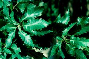 Picture of Chinkapin Oak tree leaves.