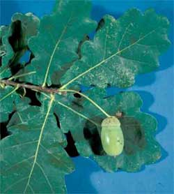 Picture of a Fastigiate English Oak tree leaves and fruit.