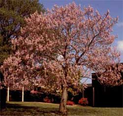 Picture of a tree with lavender flowers. Link to Royal Paulownia / Princess tree.