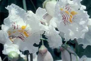 Picture of white flowers.