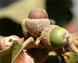 Picture of tree fruit with a cap. Link to choose leaf shape.