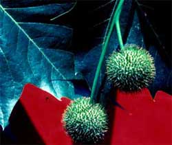 Picture of two balls per stalk. Link to London Planetree.
