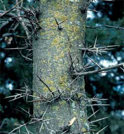 Picture of thorns of Gleditsia triacanthos for comparison.